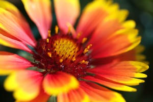  Blanket Flower